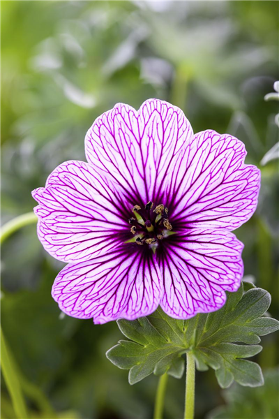 Geranium