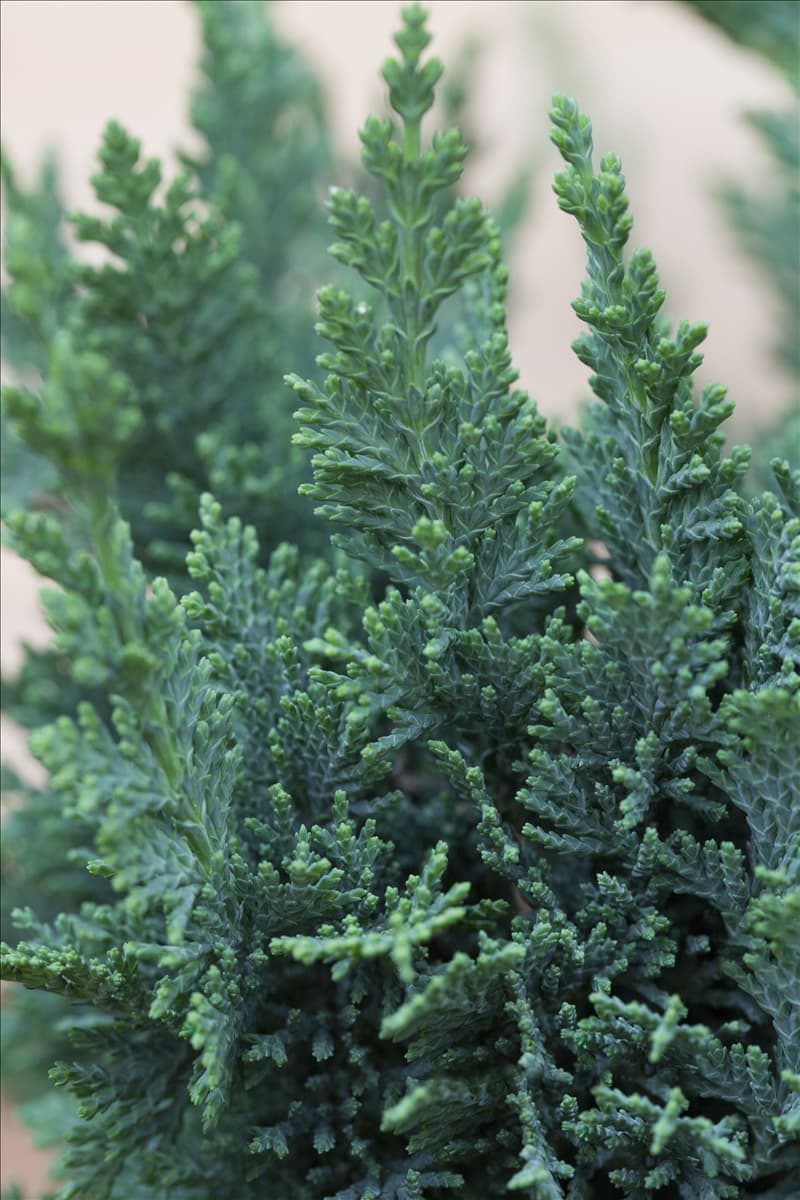 Chamaecyparis lawsoniana 'Wisselii'