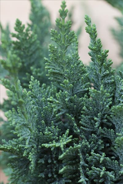 Chamaecyparis lawsoniana 'Wisselii'
