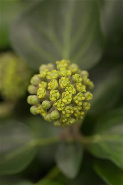 Hedera helix 'Arbori Compact'