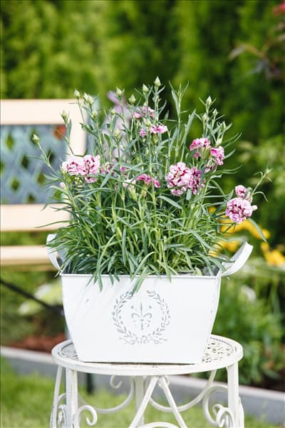 Dianthus caryophyllus 'Capitán'®