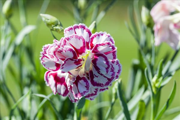 Dianthus 'Capitán'®