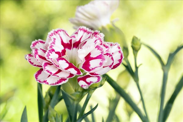 Dianthus 'Capitán'®