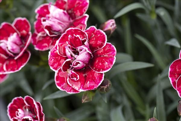 Dianthus caryophyllus 'Capitán'®