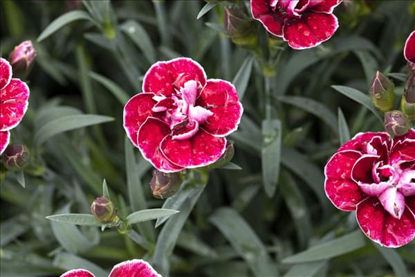 Dianthus caryophyllus 'Capitán'®