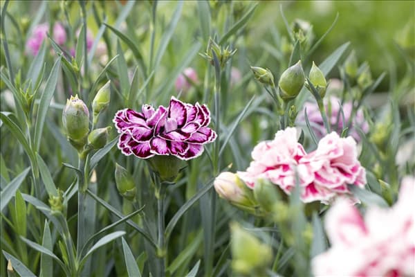 Dianthus caryophyllus 'Capitán'®