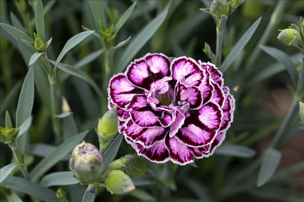Dianthus caryophyllus 'Capitán'®