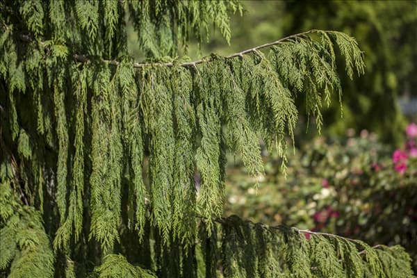 Chamaecyparis nootkatensis 'Pendula'