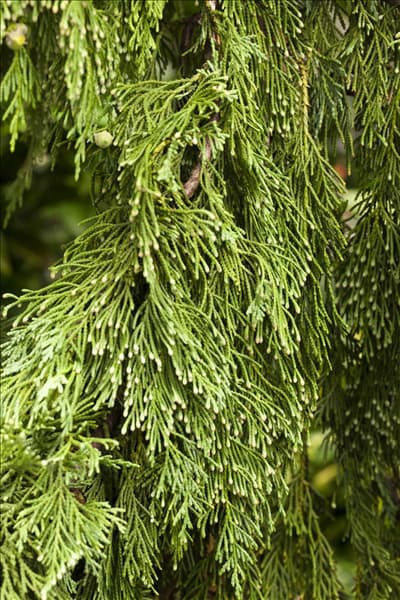 Chamaecyparis nootkatensis 'Pendula'