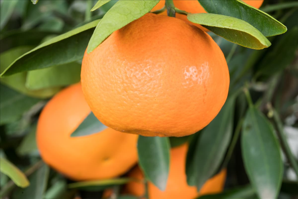 Citrus reticulata