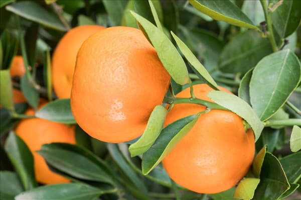 Citrus reticulata