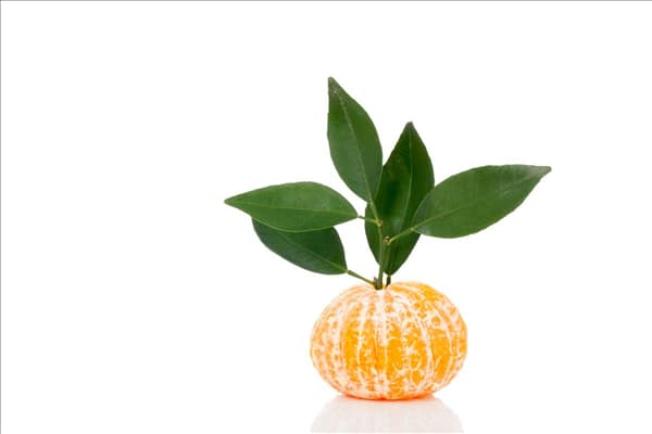 Citrus reticulata