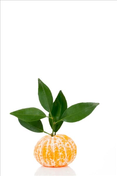 Citrus reticulata