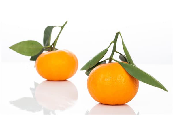 Citrus reticulata