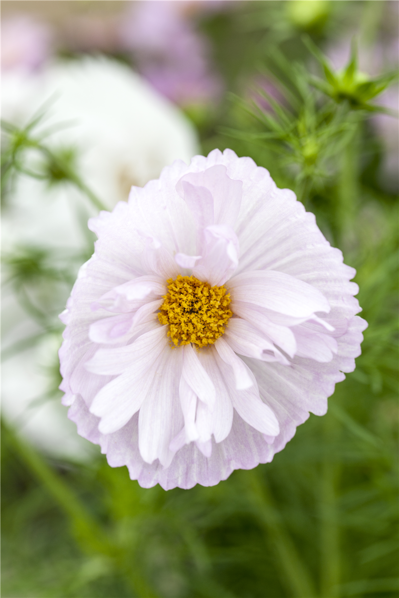 Cosmos bipinnatus 'Cupcakes Blush'