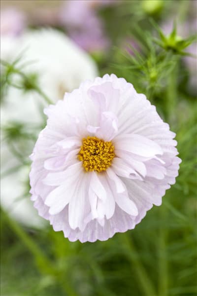 Cosmos bipinnatus 'Cupcakes Mix'