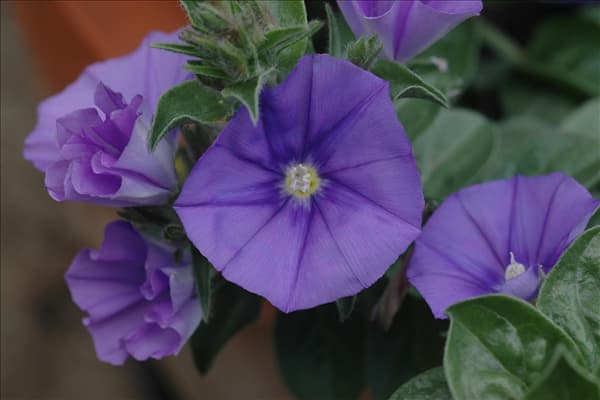 Convolvulus sabatius