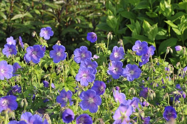 Geranium himalayense 'Gravetye'