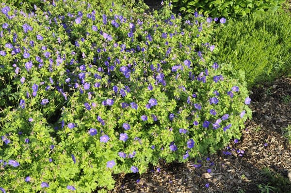 Geranium himalayense 'Gravetye'