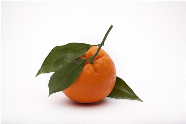 Citrus sinensis