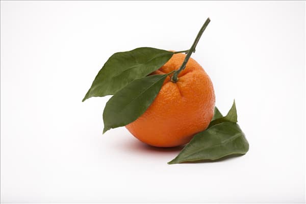 Citrus sinensis