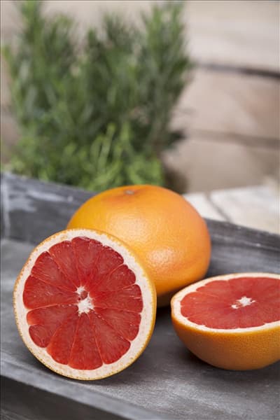 Citrus sinensis