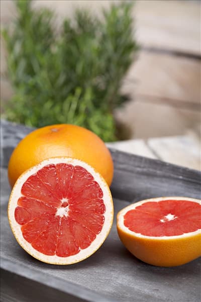 Citrus sinensis