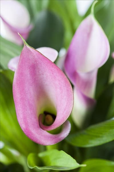 Zantedeschia aethiopica