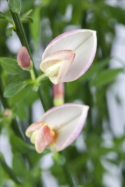 Cytisus x praecox 'Zeelandia'