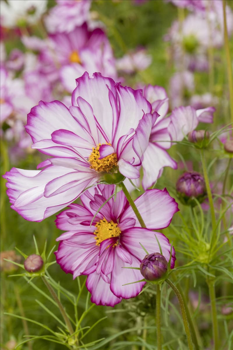 Cosmos bipinnatus