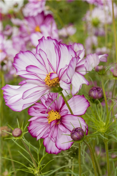 Cosmos bipinnatus 'Picotee'