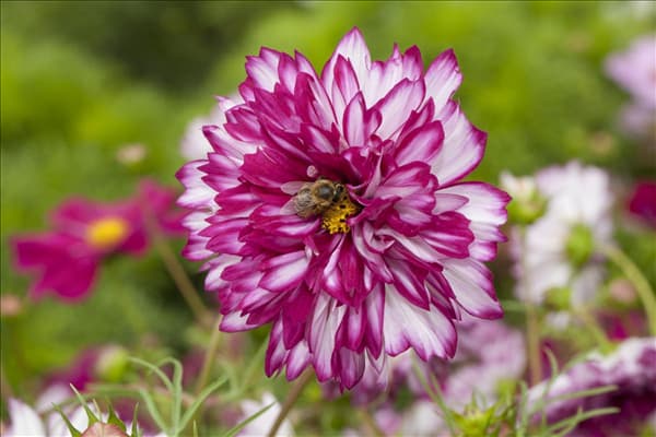 Cosmos bipinnatus
