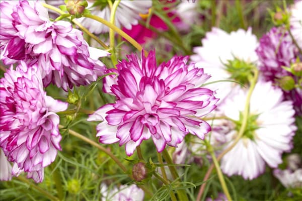 Cosmos bipinnatus