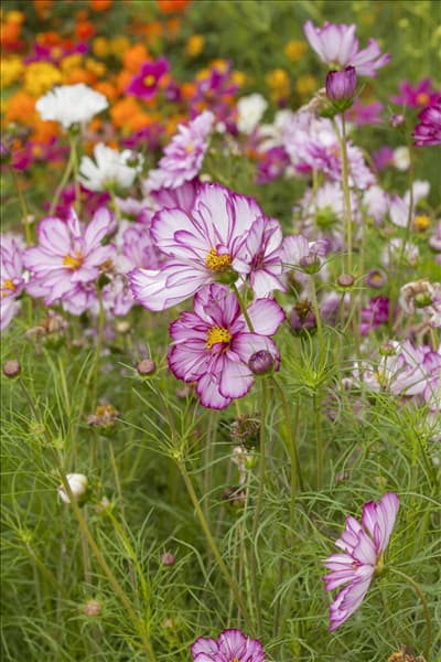 Cosmos bipinnatus