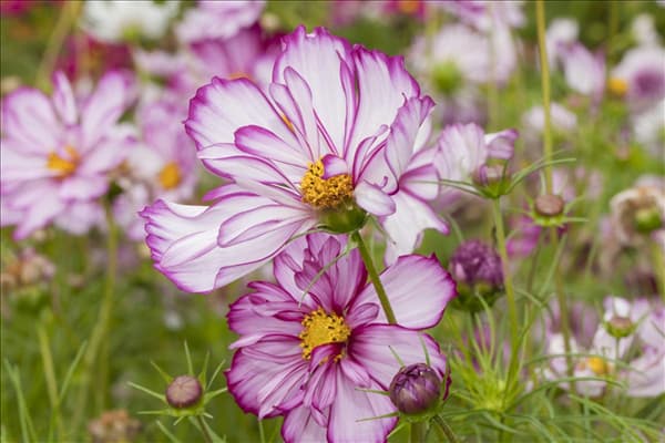 Cosmos bipinnatus