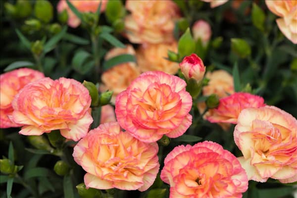 Dianthus caryophyllus 'Menorca'