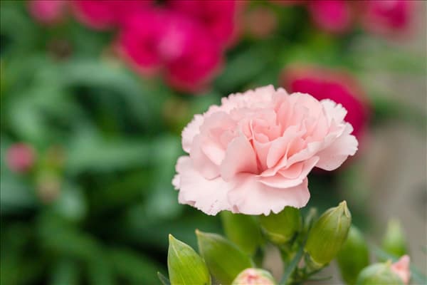 Dianthus caryophyllus 'Menorca'