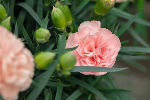 Dianthus caryophyllus 'Menorca'