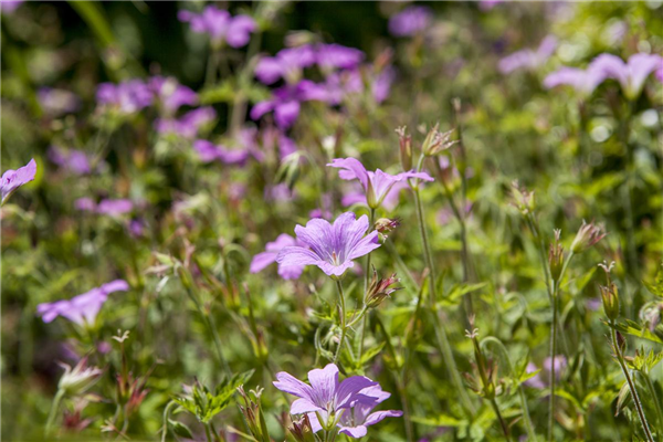 Geranium macrorrhizum