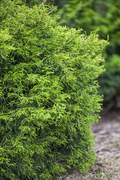 Chamaecyparis obtusa