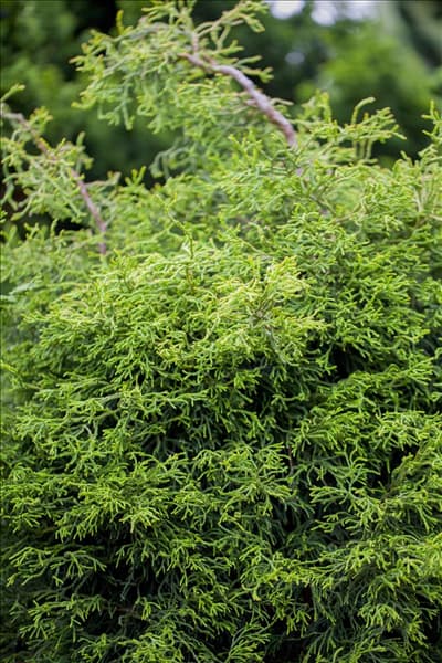 Chamaecyparis obtusa