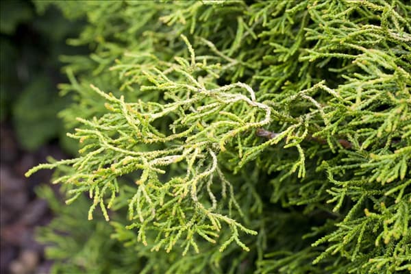 Chamaecyparis obtusa