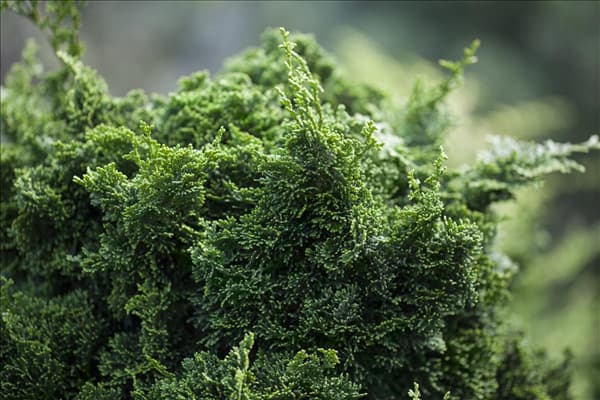 Chamaecyparis obtusa