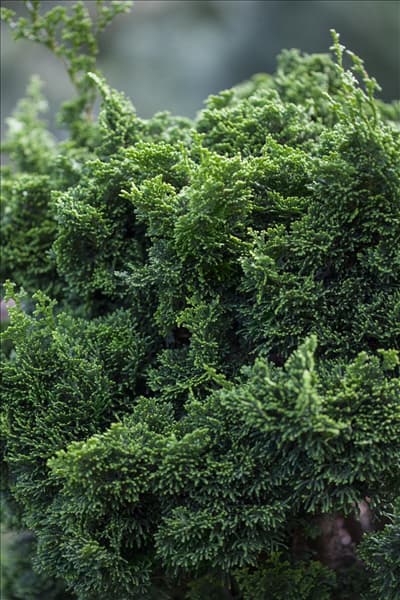 Chamaecyparis obtusa