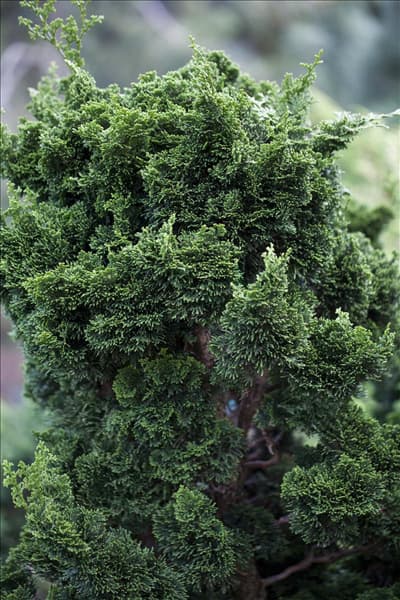 Chamaecyparis obtusa
