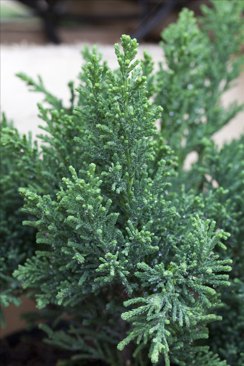 Chamaecyparis obtusa