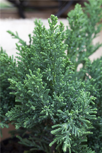Chamaecyparis obtusa 'Drath'