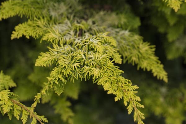 Chamaecyparis obtusa