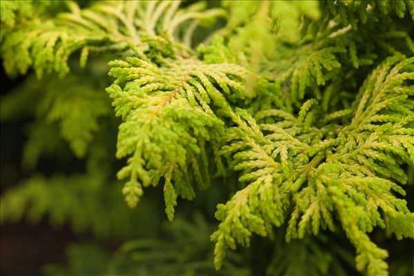 Chamaecyparis obtusa