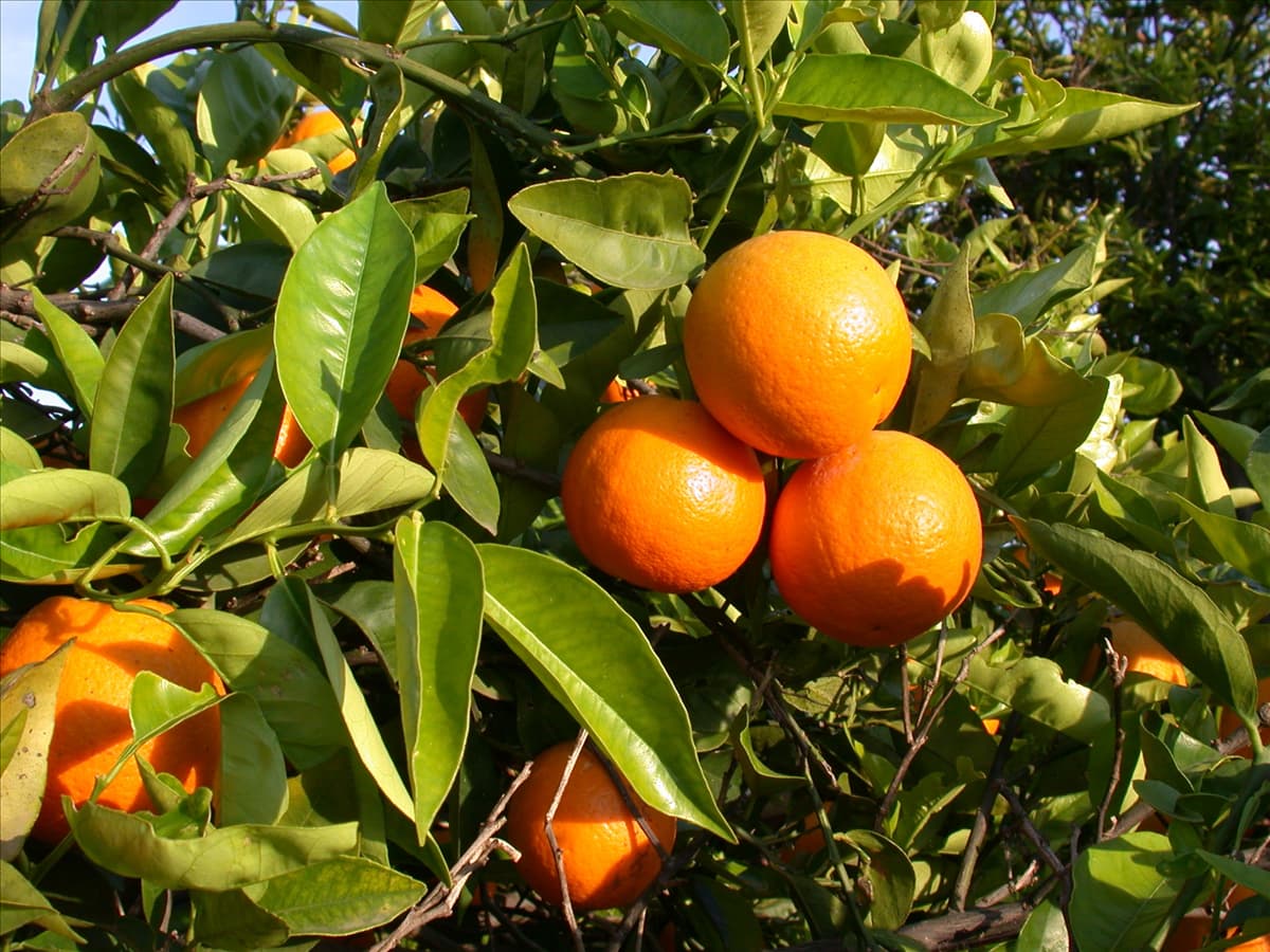 Citrus sinensis